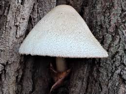 Attēlu rezultāti vaicājumam “Volvariella bombycina”