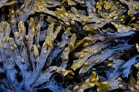 Attēlu rezultāti vaicājumam “Fucus vesiculosus”