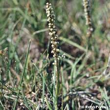 Attēlu rezultāti vaicājumam “Triglochin palustre”