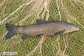 Image result for Mylopharyngodon piceus