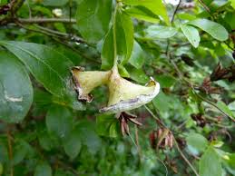 Attēlu rezultāti vaicājumam “Exobasidium vaccinii”