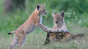 Image result for Lancashire Lynx