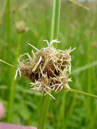 Attēlu rezultāti vaicājumam “Bolboschoenus maritimus flower”