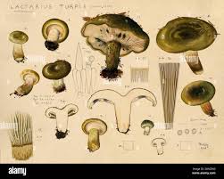 Attēlu rezultāti vaicājumam “Lactarius necator”