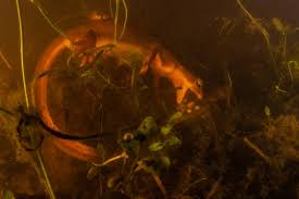 Image result for Ptychocheilus grandis