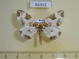 Attēlu rezultāti vaicājumam “Eulithis pyropata”