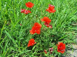 Attēlu rezultāti vaicājumam “Papaver argemone flower”