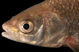 Image result for Squalius cephalus