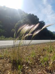 Attēlu rezultāti vaicājumam “Hordeum jubatum”