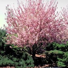 Attēlu rezultāti vaicājumam “Prunus (sakura)”