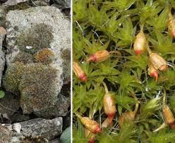 Attēlu rezultāti vaicājumam “Grimmia pulvinata”