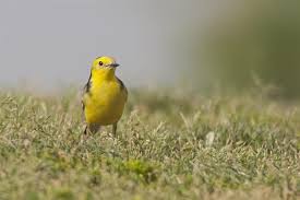 Attēlu rezultāti vaicājumam “Motacilla citreola”