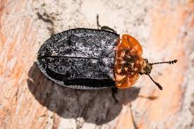 Attēlu rezultāti vaicājumam “Oiceoptoma thoracicum”