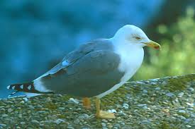 Image result for Larus cachinnans