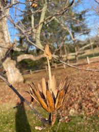 Attēlu rezultāti vaicājumam “Liriodendron tulipifera fruit”