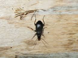 Attēlu rezultāti vaicājumam “Limodromus assimilis”