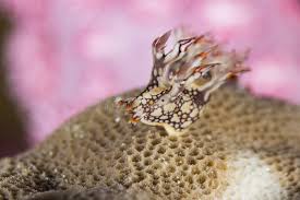 ผลการค้นหารูปภาพสำหรับ Bornella Anguilla