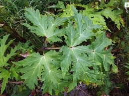 Attēlu rezultāti vaicājumam “Lycogala persicum”