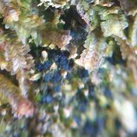 Attēlu rezultāti vaicājumam “Mniaecia jungermanniae”