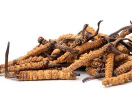 Attēlu rezultāti vaicājumam “Cordyceps”