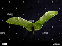 Attēlu rezultāti vaicājumam “Acer platanoides fruit”