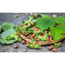 Attēlu rezultāti vaicājumam “Corylus avellana fruit”