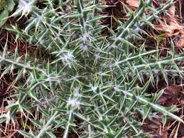 Image result for Ptilostemon afer