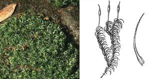 Attēlu rezultāti vaicājumam “Paraleucobryum longifolium”