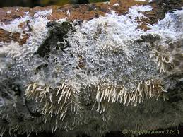 Attēlu rezultāti vaicājumam “Hydnocristella himantia”