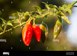 Afbeeldingsresultaat voor paper lantern hot pepper