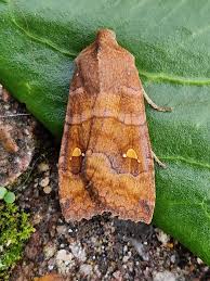 Attēlu rezultāti vaicājumam “Eupsilia transversa”