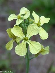 Attēlu rezultāti vaicājumam “Raphanus raphanistrum flower”