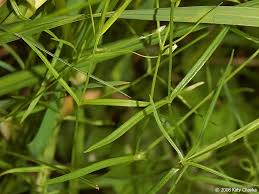 Attēlu rezultāti vaicājumam “Stellaria longifolia leaf”