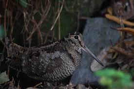Attēlu rezultāti vaicājumam “Scolopax rusticola nest”