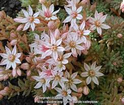 Attēlu rezultāti vaicājumam “Sedum hispanicum flower”