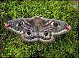 Attēlu rezultāti vaicājumam “Saturnia pavonia female”