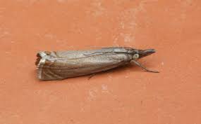 Attēlu rezultāti vaicājumam “Chrysoteuchia culmella”