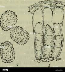 Attēlu rezultāti vaicājumam “Coleosporium sp.”