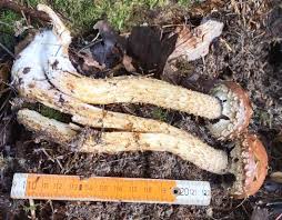 Attēlu rezultāti vaicājumam “Stropharia albocrenulata”