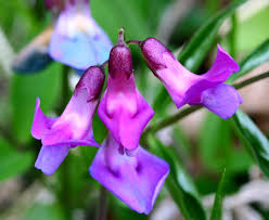 Attēlu rezultāti vaicājumam “Lathyrus vernus”