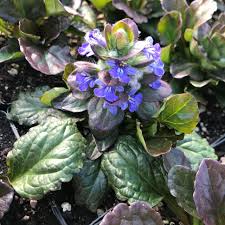 Attēlu rezultāti vaicājumam “Ajuga reptans leaf”