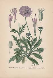 Image result for Knautia arvensis