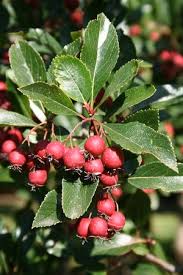 Attēlu rezultāti vaicājumam “Crataegus”
