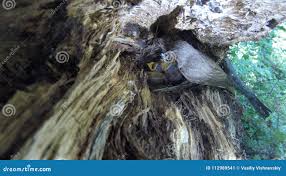 Attēlu rezultāti vaicājumam “Muscicapa striata nest”
