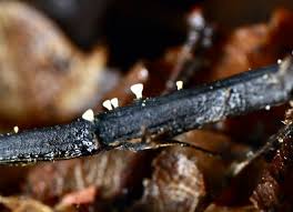 Attēlu rezultāti vaicājumam “Hymenoscyphus fraxineus”