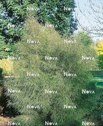 Attēlu rezultāti vaicājumam “Frangula alnus”