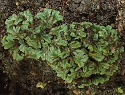 Attēlu rezultāti vaicājumam “Riccia sorocarpa”