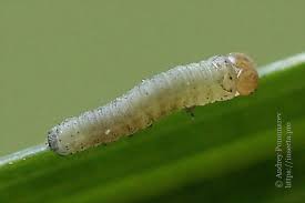 Attēlu rezultāti vaicājumam “Tholera decimalis”