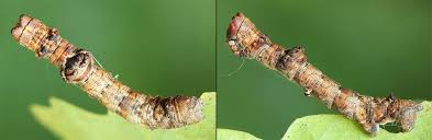 Attēlu rezultāti vaicājumam “Hypomecis roboraria”