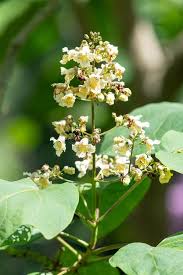Attēlu rezultāti vaicājumam “Catalpa ovata flower”